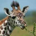 In Danimarca un'altra giraffa rischia la morte