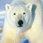 Addio all’orso bianco, l’Artico cambia volto
