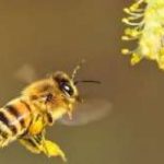 Lunga vita alle ragazze: l'agricoltura che fa bene alle api