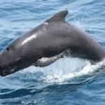La caccia alle balene sostenuta dal Giappone è illegale