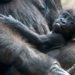 Zoo nel Bronx: nati due gorilla. Il video