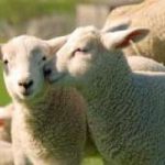 Pasqua, Enpa a Papa Francesco: no al massacro degli agnelli
