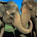 Elefanti: un habitat naturale nelle foreste della Cina