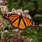 Ambiente: le farfalle monarca si orientano anche con il magnetismo terrestre