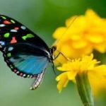 Ambiente: i pesticidi sono nocivi anche per farfalle e uccelli