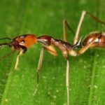 Ambiente: le formiche giganti sbarcano negli USA
