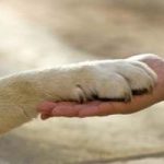 Pet therapy: a Firenze il primo cane in psichiatria