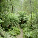 Foresta Tasmania rimane patrimonio Unesco