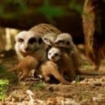 Zoo di Pistoia: nati 5 cuccioli di suricato