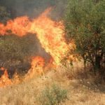 Troppo caldo e scirocco: Palermo messa in ginocchio dagli incendi