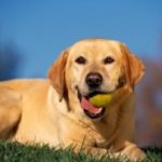 Pet therapy: la demenza si cura meglio grazie ai cani
