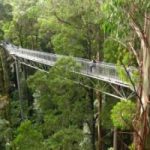 In Australia, un ponte per passeggiare tra le cime degli alberi