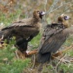Ambiente: torna l'avvoltoio monaco, dichiarato estinto in Italia