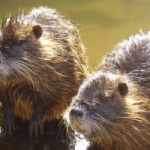 Inghilterra, sul fiume Otter spuntano i castori. Ma il Governo non li vuole