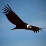 I condor della California in pericolo per l'ingestione di proiettili di piombo