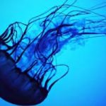 Le meduse hanno invaso il Mediterraneo