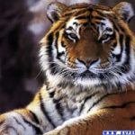 È la Giornata Mondiale della Tigre