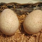 Le uova di tacchino si possono mangiare?