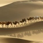 Dromedari o cammelli, quali sono gli esemplari piu' diffusi nel mondo?