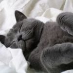 Scienze: sai quanto dorme un gatto?