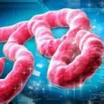 Una terapia contro l’ebola Sudv