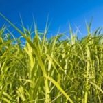 Biocarburanti: energia pulita dall'erba di Miscanthus