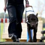 Cani guida per ciechi: a Scandicci, la Scuola Nazionale presenta i nuovi progetti