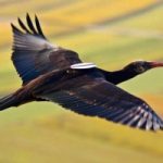 Ambiente: l'ibis eremita torna in Europa grazie ad un ultraleggero