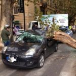 Maltempo: cade un albero a Roma. Colpita auto con 4 persone a bordo