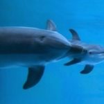 Nasce delfino a Oltremare Riccione. Video del parto