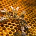 Emilia Romagna: 470 mila euro a sostegno apicoltori