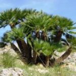 Ambiente: esemplari di palma nana nel Parco delle Cinque Terre