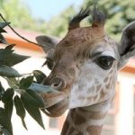 Sua Altezza la Giraffa: divertimento per grandi e piccini al Bioparco di Roma