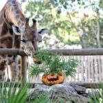 Al Bioparco si festeggia Halloween: zucche alle giraffe