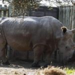 Kenia: morto raro rinoceronte bianco. Solo altri 6 al mondo