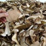 Attenzione ai funghi secchi made in Italy: possibile falsa provenienza