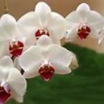 Scoperta orchidea rara in Australia. Non ha foglie, né radici. Foto