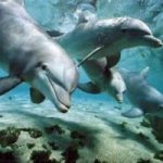 Onu: stop a cattura di delfini e cetacei
