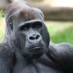 Riabbraccia il Gorilla dopo anni di lontananza. Video