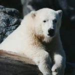 Lo sai che l’orso polare ha la pelle nera?