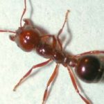 Le formiche argentine invadono l'Australia