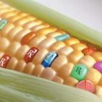 Il governo vieta coltivazione mais ogm. Greenpeace applaude