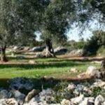 Pioggia di agenti chimici sugli ulivi della Puglia