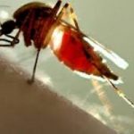 Ecco le zanzare Ogm, che combattono le malattie esotiche