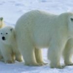 Oggi la Giornata dell'Orso Polare. Firma la petizione e salvalo dall'estinzione