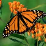 Dagli Usa 2milioni di dollari per salvare farfalle monarca