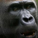 Africa, scimmie in pericolo per le piantagioni di palma da olio