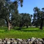 Xylella Salento: sarà evitata la strage di ulivi