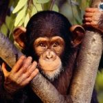 Anche lo scimpanzé ha diritto all'avvocato