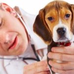 I 10 problemi di salute più frequenti per cani e gatti